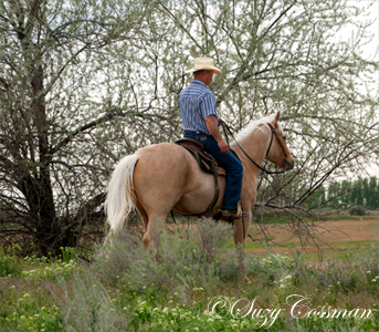 Sand Dunes Ranch Horses For Sale